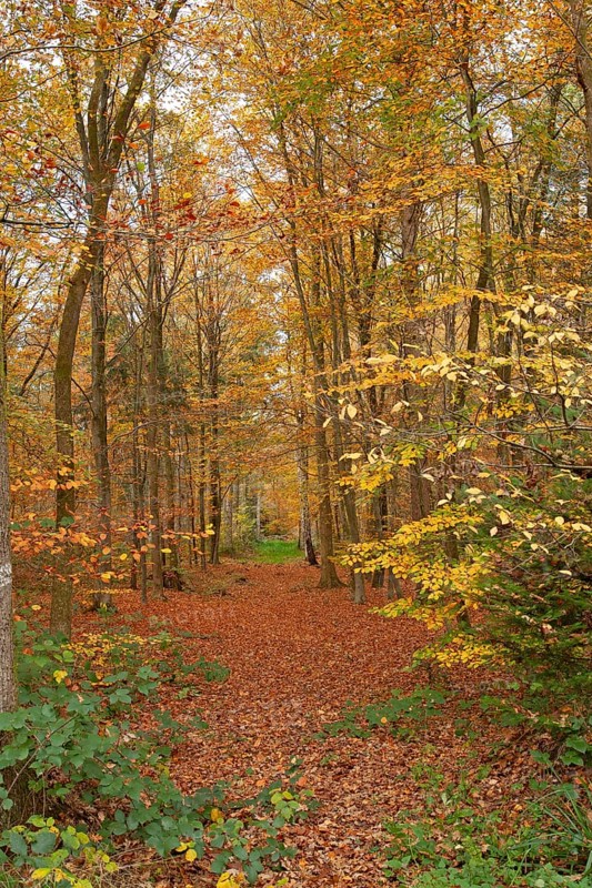 Autumn foliage, Stikelkamper Wald, Leer District, East Frisia, Lower Saxony, Germany