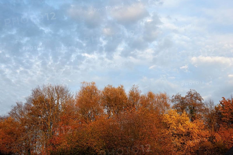 Autumn foliage, Moormerland, Leer District, East Frisia, Lower Saxony, Germany