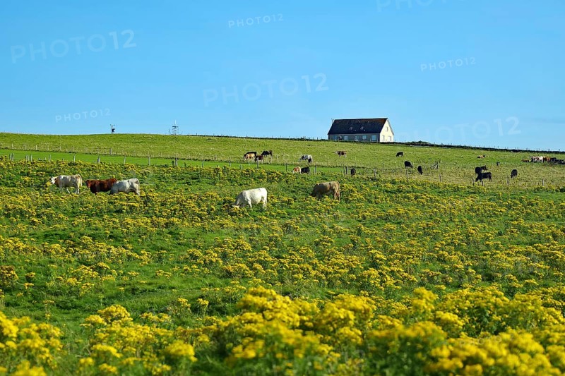 Pasture with grazing cattle and a secluded house in the background, Pierowall, Orkney Islands, Ornkeys, Scotland, Great Britain