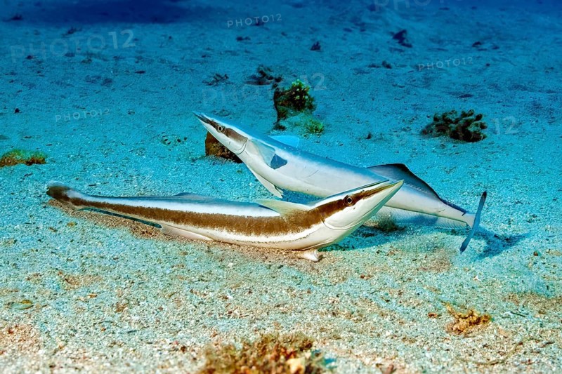 Underwater photo of two specimens Live sharksucker (Echeneis naucrates) lying on shallow not deep sandy seabed waiting for host, Red Sea, Egypt