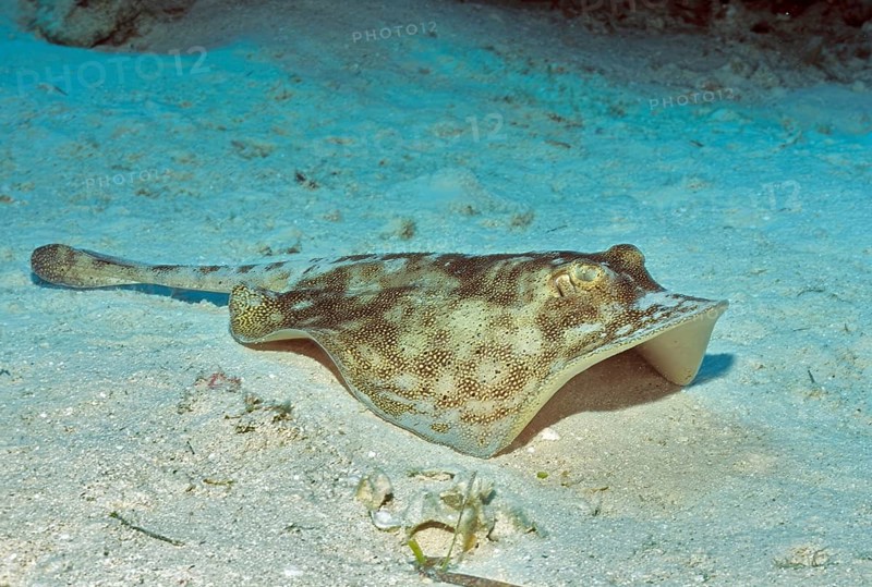 Underwater photo of yellow Jamaican stingray (Urobatis jamaicensis) Stingray, dangerous marine animal, Caribbean, Bahamas