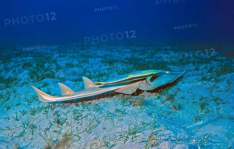 Underwater photo Halavi guitarfish (Glaucostegus halavi), synonym (Rhinobatos halavi) with two upright dorsal fins and one caudal fin swimming close to sandy seabed, Live sharksucker (Echeneis naucrates) suction fish clinging to back, Red Sea, Egypt