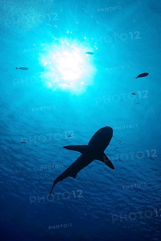 Underwater photo silhouette of big shark (Cargachrhinus) swimming under sea surface above sun shining through water surface, tropical seas, Indian Ocean, Indo-Pacific, Pacific Ocean