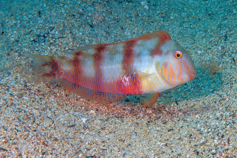 Cutter knifefish (Xyrichtys novacula) Mediterranean cutter knifefish, protogynous hermaphrodite, wrasse family, Eastern Atlantic, Fuerteventura, Canary Islands, Spain