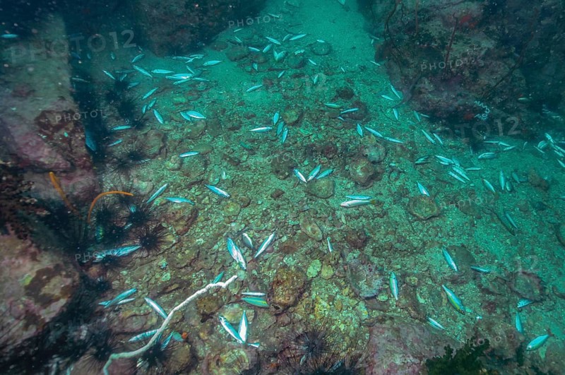 Dead fish at the bottom of the sea after using dynamite for illegal dynamite fishing, Indian Ocean