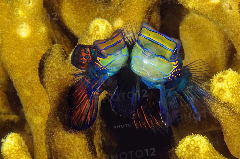 Underwater photo pair of mandarinfish (Synchiropus splendidus) left smaller female female animal, right larger male male animal, Pacific Ocean, Western Pacific