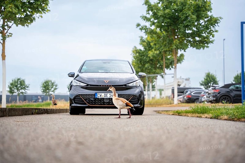 Black car on a road with a passing duck on a cloudy day, Deer E-Car Sharing, Cupra electric car, Böblingen, Germany