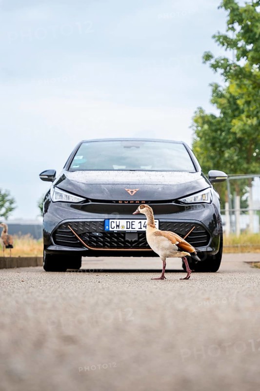 A car is parked on a road in front of which a bird crosses, Deer E-Car Sharing, Cupra electric car, Böblingen, Germany