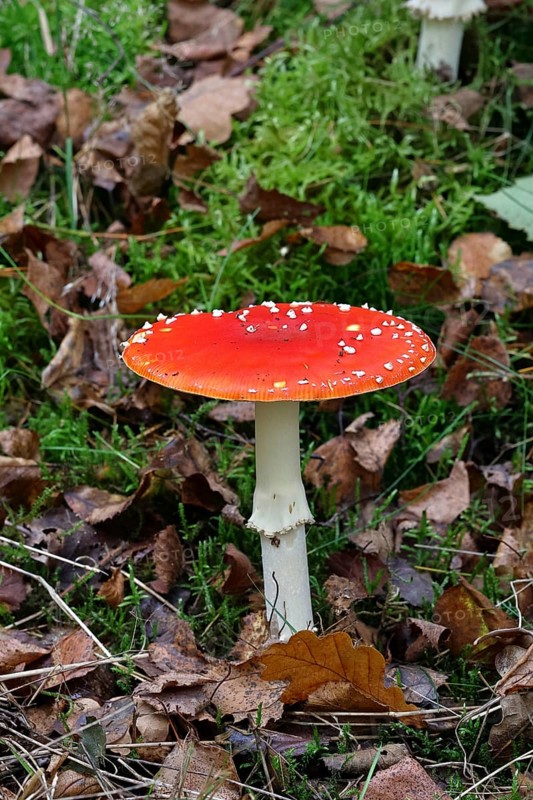 Red fly agaric (Amanita muscaria), fruiting body, in autumn leaves, close-up, Wilnsdorf, North Rhine-Westphalia, Germany
