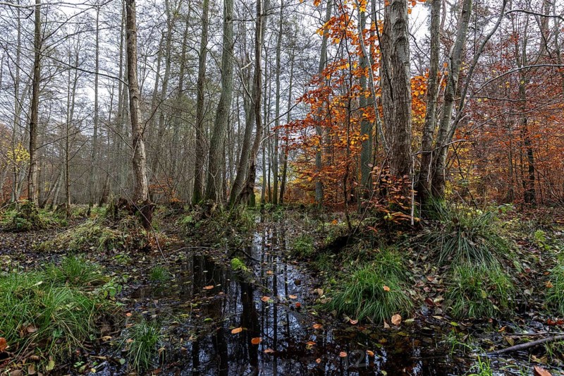 Moorland in the pristine Darßwald, autumn colors, Darß, Fischland-Darß-Zingst, Western Pomerania Lagoon Area National Park, Mecklenburg-Western Pomerania, Germany
