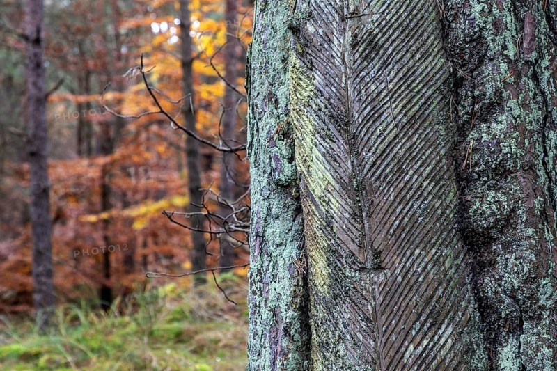 Pine tree (Pinus) with cut-in resin conductive chips, resin extraction until 1990, Darßwald, Darß, Fischland-Darß-Zingst, National Park Vorpommersche Boddenlandschaft, Mecklenburg-Vorpommern, Germany