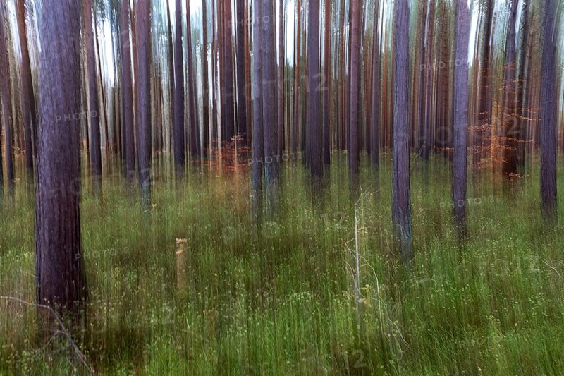 Forest, pine trees (Pinus), pine forest, tree trunks, distorted, moving camera, Darßwald, Fischland-Darß-Zingst, National Park Vorpommersche Boddenlandschaft, Mecklenburg-Vorpommern, Germany