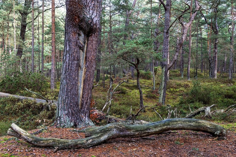 Pines (Pinus), pine forest, tree trunks, Darßwald, Fischland-Darß-Zingst, National Park Vorpommersche Boddenlandschaft, Mecklenburg-Vorpommern, Germany