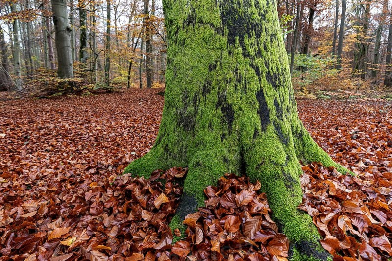 Moss-covered tree trunk in autumn forest, Darßwald, Fischland-Darß-Zingst, Western Pomerania Lagoon Area National Park, Mecklenburg-Western Pomerania, Germany