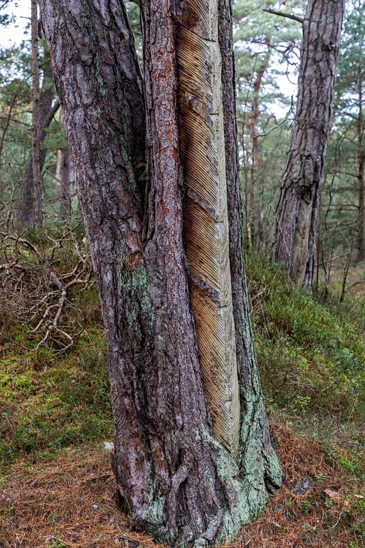 Pine tree (Pinus) with cut-in resin conductive chips, resin extraction until 1990, Darßwald, Darß, Fischland-Darß-Zingst, National Park Vorpommersche Boddenlandschaft, Mecklenburg-Vorpommern, Germany