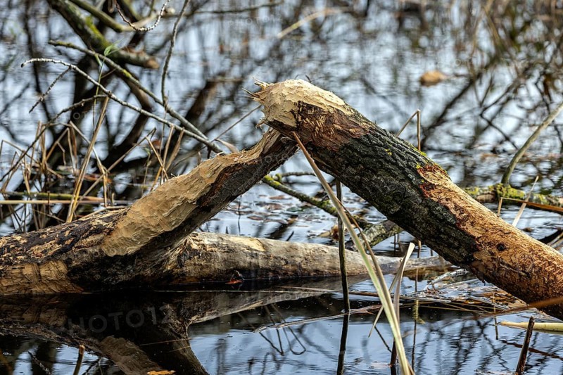 Tree felled by beaver, Darßwald, Darß, Fischland-Darß-Zingst, Western Pomerania Lagoon Area National Park, Mecklenburg-Western Pomerania, Germany