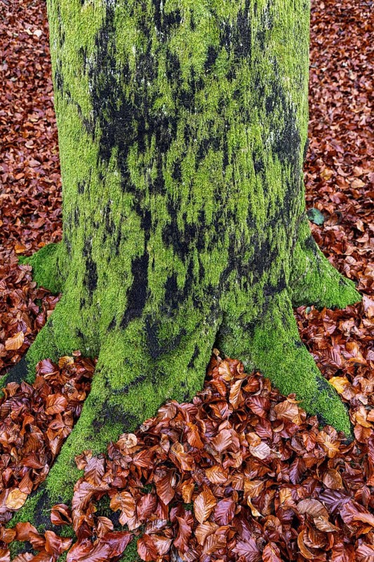 Moss-covered tree trunk in autumn forest, Darßwald, Fischland-Darß-Zingst, Western Pomerania Lagoon Area National Park, Mecklenburg-Western Pomerania, Germany