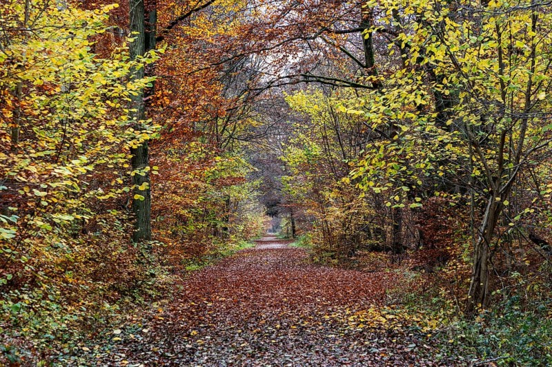 Trail through autumn forest, autumn-colored trees, Darßwald, Fischland-Darß-Zingst, Western Pomerania Lagoon Area National Park, Mecklenburg-Western Pomerania, Germany