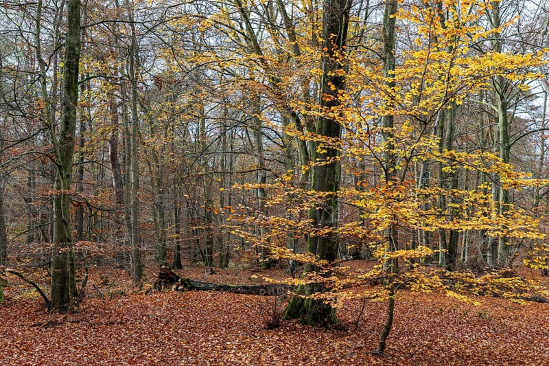 Autumn forest, autumn-colored leaves, Darßwald, Fischland-Darß-Zingst, Western Pomerania Lagoon Area National Park, Mecklenburg-Western Pomerania, Germany