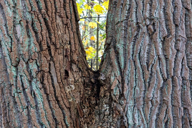Tree trunk with furrowed bark, V-shaped, Darßwald, Darß, Fischland-Darß-Zingst, Western Pomerania Lagoon Area National Park, Mecklenburg-Western Pomerania, Germany