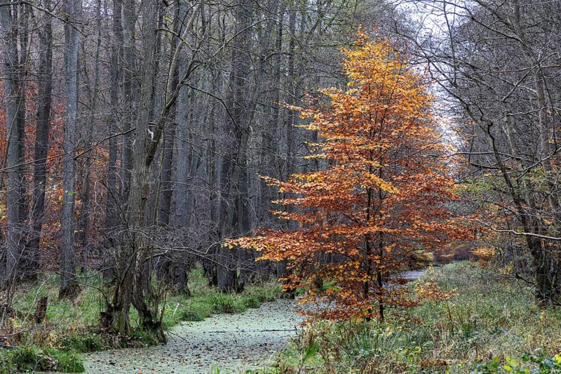 Autumnal tree, Darßwald, Fischland-Darß-Zingst, Western Pomerania Lagoon Area National Park, Mecklenburg-Western Pomerania, Germany