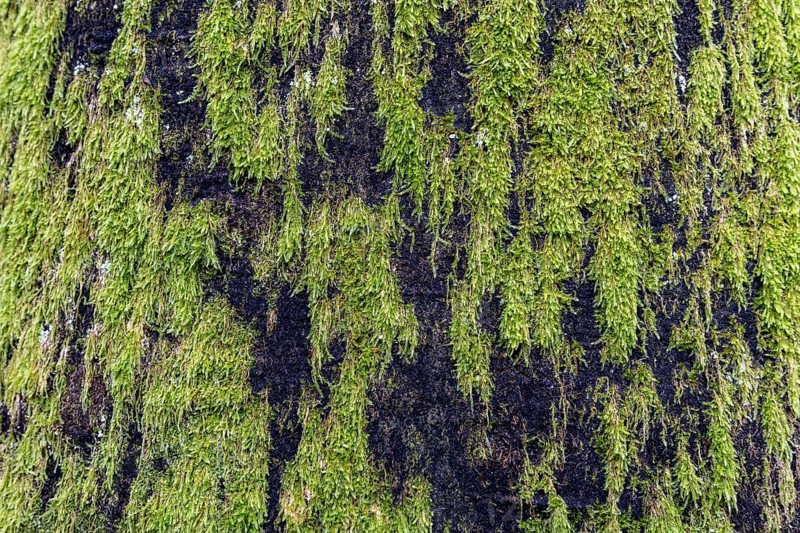 Moss-covered tree trunk, Darßwald, Fischland-Darß-Zingst, Western Pomerania Lagoon Area National Park, Mecklenburg-Western Pomerania, Germany
