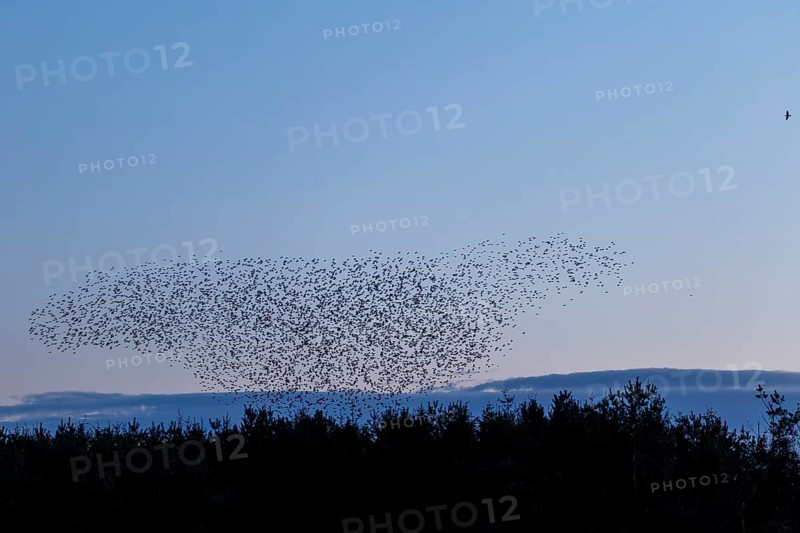 Flock of starlings (Sturnus vulgaris) directly above the roost, flock of birds, autumn migration, spring migration, bird migration, assembly point, flight formation, Germany