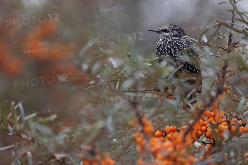 Starling (Sturnus vulgaris) adult bird resting among sea buckthorn (Hippophae rhamnoides), berries, fruit, Germany