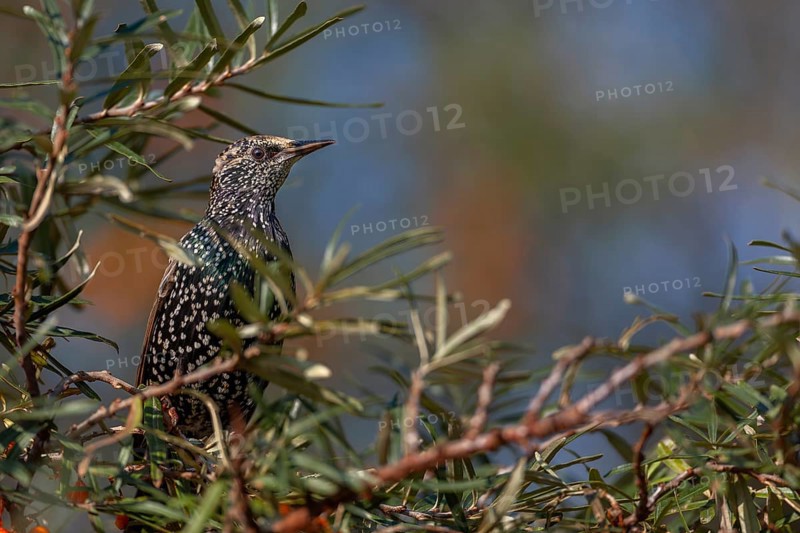 Starling (Sturnus vulgaris) this year's juvenile in a sea buckthorn bush (Hippophae rhamnoides), berries, fruit, Germany