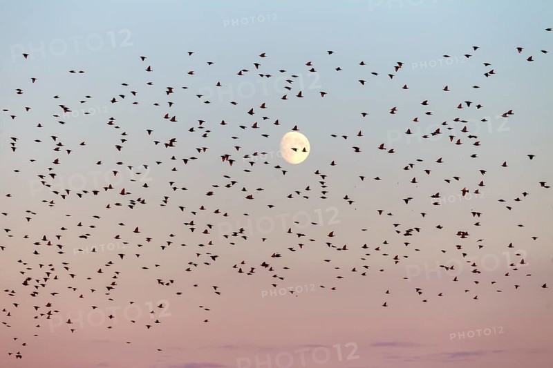 Starlings (Sturnus vulgaris) fly to roost in front of the moon, flock of birds, bird migration, assembly point, Germany