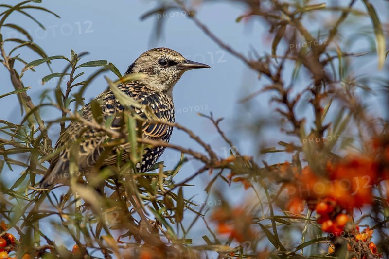 Starling (Sturnus vulgaris) this year's young bird looking tensely out of a sea buckthorn bush (Hippophae rhamnoides), berries, fruit, Germany