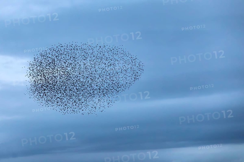 A cloud of starlings (Sturnus vulgaris) in the evening sky, autumn migration, spring migration, bird migration, assembly point, flight formation, Denmark