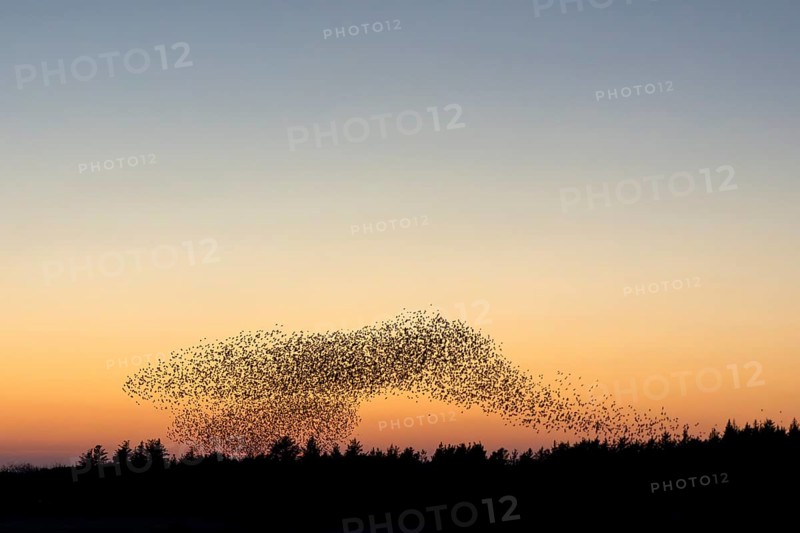 A flock of starlings (Sturnus vulgaris) gathers over the roost in front of sunset, evening mood, evening light, sunset, autumn migration, spring migration, bird migration, gathering place, flight formation, Denmark