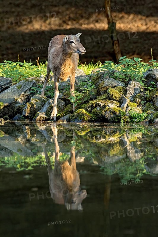 European mouflon (Ovis gmelini musimon), female, mouflon, mouflon drinking water from pond on basalt rock bank at forest edge, reflection in evening light, Vogelsberg, Kälberbachteich, Wildpark Büdingen, Wetterau, Hesse, Germany
