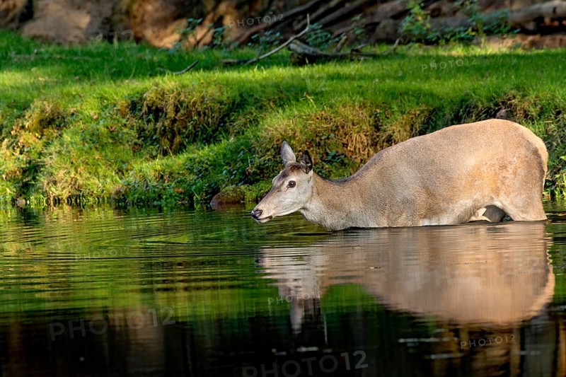 Female red deer (Cervus elaphus), wild deer, doe bathing, swimming on the bank of a pond at the edge of the forest, reflection in the evening light, Vogelsberg, Kälberbachteich, Büdingen Wildlife Park, Wetterau, Hesse, Germany