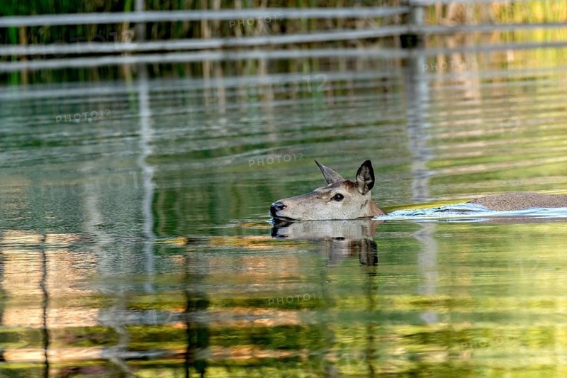 Female red deer (Cervus elaphus), bare deer, doe bathing, swimming through pond, Vogelsberg, Kälberbachteich, Wildpark Büdingen, Wetterau, Hesse, Germany