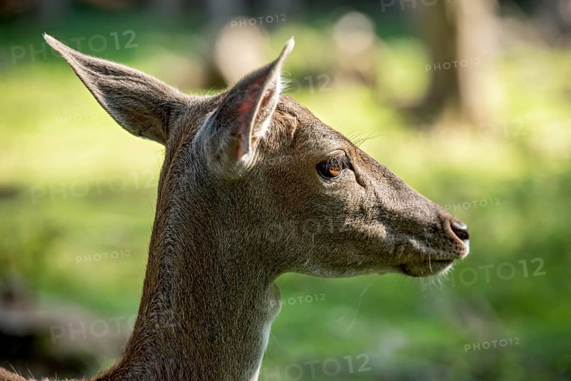 Damson (Dama dama), wild deer, doe observing her surroundings with ears attentively pointing forwards and backwards, animal portrait, Vogelsberg, Büdingen Wildlife Park, Wetterau, Hesse, Germany
