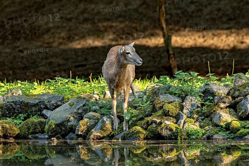European mouflon (Ovis gmelini musimon), female, mouflon, mouflon drinking water from pond on basalt rock bank at forest edge, reflection in evening light, Vogelsberg, Kälberbachteich, Wildpark Büdingen, Wetterau, Hesse, Germany