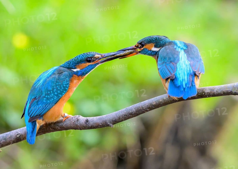 Two kingfishers (Alcedo atthis) during the so-called fish handover the male on the right in the picture hands over fish to the female Mating behaviour Interaction, East Westphalia, North Rhine-Westphalia, Germany