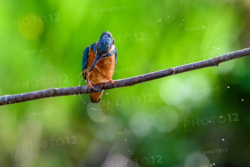 Male kingfisher (Alcedo atthis) with prey in his beak on a branch while water splashes around him, East Westphalia, North Rhine-Westphalia, Germany