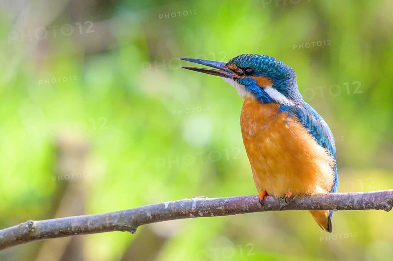 Kingfisher (Alcedo atthis) adult male sitting on a branch, green natural background, East Westphalia, North Rhine-Westphalia, Germany