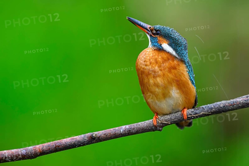 A colourful kingfisher (Alcedo Matthis) sits on a branch against a green background, East Westphalia, North Rhine-Westphalia, Germany