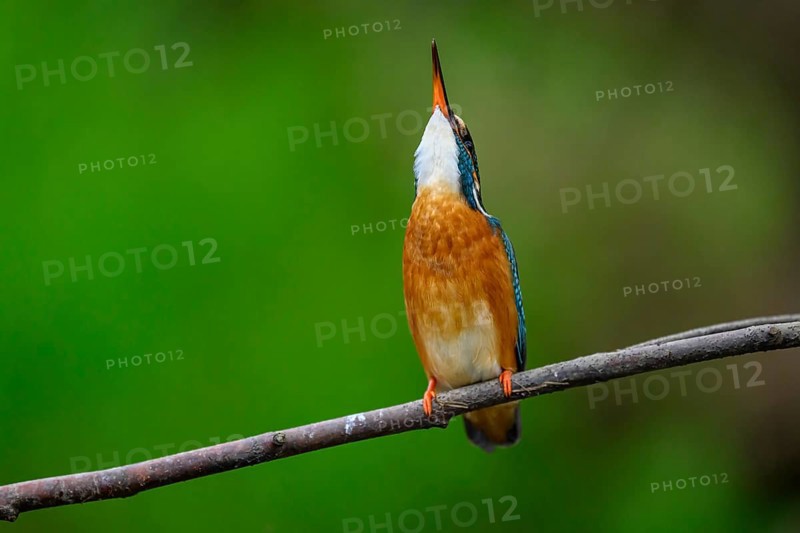 A kingfisher (Alcedo Matthis) looking upwards on a branch, surrounded by green background, East Westphalia, North Rhine-Westphalia, Germany