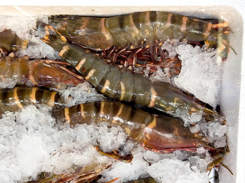 Giant tiger prawn (Penaeus monodon) delicacy from assortment seafood seafood on ice in refrigerated counter fish counter from fishmonger fishmonger, food trade, wholesale, fish trade, speciality shop, Germany
