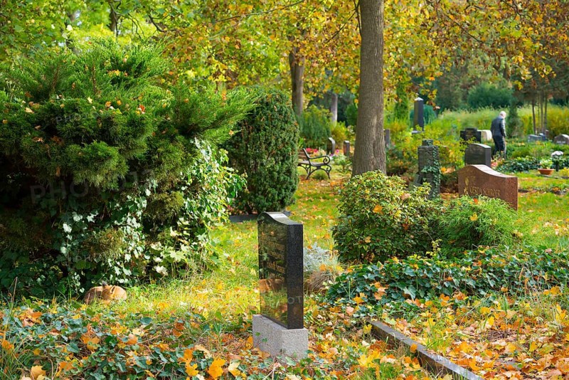An autumnal cemetery with gravestones and trees, graves in the green, quiet, peaceful atmosphere, human in the background, red fox (Vulpes vulpes) lies peacefully curled up in the sun under a bush, juniper (Juniperus), autumn leaves, sleeping, wild animal, urban fox, graves, camouflage, camouflaged, camouflage colouring, camouflage colouring, hidden, hiding place, search picture, unrecognised, unseen, meadow, autumn, autumnal, habitat, ecological niche, species protection, stepping stone, biotope, Kreuzberg, Berlin, Germany