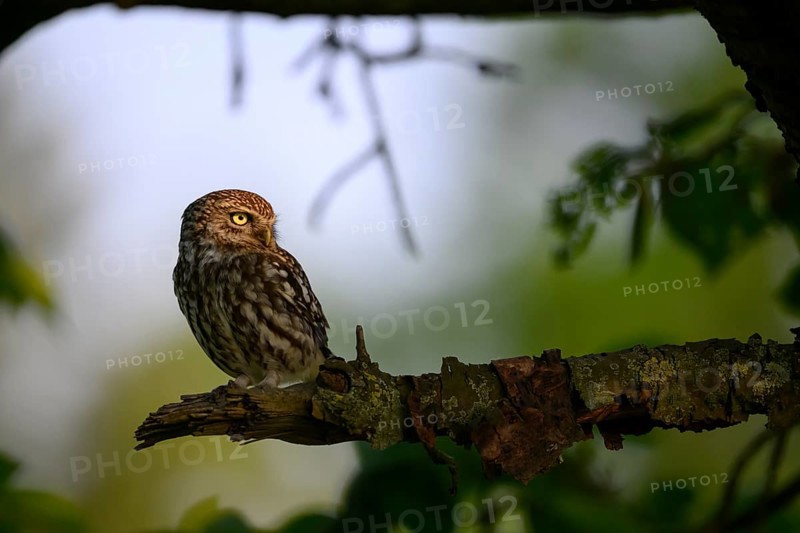 A little owl (Athene noctua) sits quietly on a shady branch in a wooded area, Teutoburg Forest, Lower Saxony, Germany