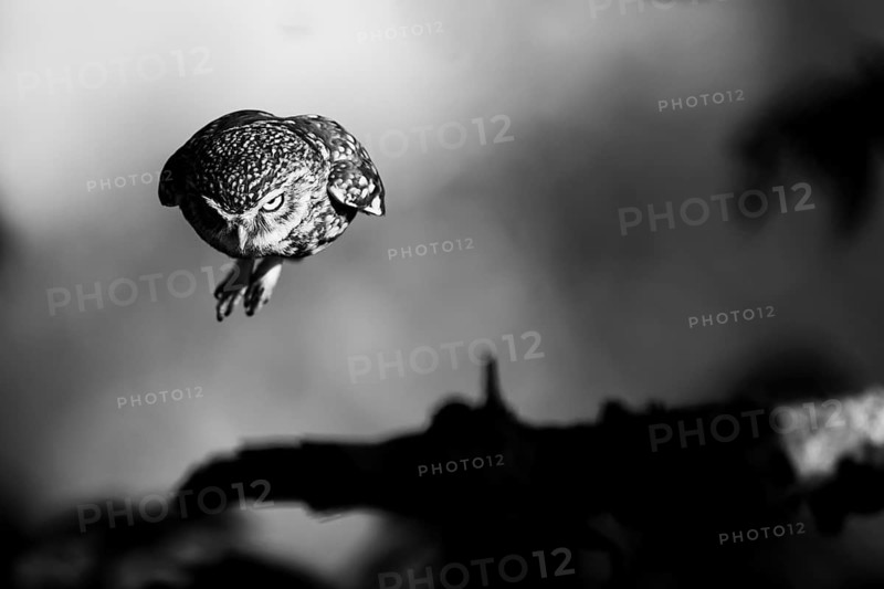 A little owl (Athene noctua) flies in a gloomy black and white setting with strong shadows, Teutoburg Forest, Lower Saxony, Germany