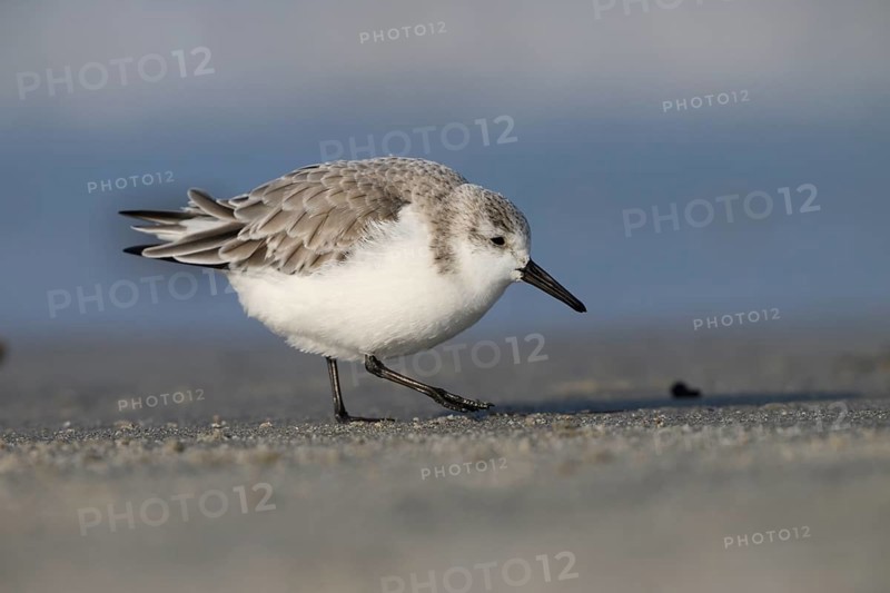 Single Sanderling (Calidris alba) in winter plumage in close-up view on the beach, Helgoland, Schleswig-Holstein, Germany