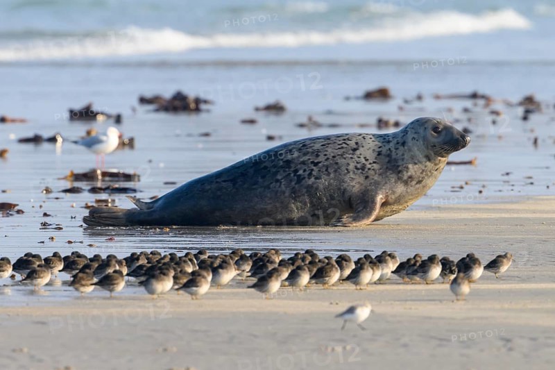 A group of sandpipers (Calidris maritima) roosting in front of a large grey seal (Halichoerus grypus) on the beach, surrounded by birds and seascape, Heligoland, Schleswig-Holstein, Germany