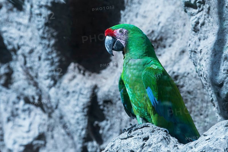 Military macaw (Ara militaris), Loro Park, Tenerife, Spain